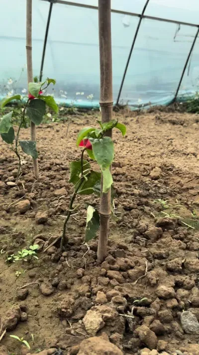 百香果容易根腐，还有这个原因！#种百香果 #农业技术推广