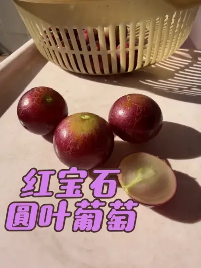 三加仑盆栽圆叶葡萄红宝石，果子已经成熟了，摘下来尝尝咸淡。#圆叶葡萄#红宝石 #盆栽葡萄