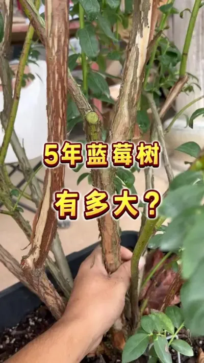 3年，5年，8年蓝莓苗有多大？你有印象吗？#盆栽蓝莓#蓝莓 #楼顶果园#种蓝莓  #内容启发搜索