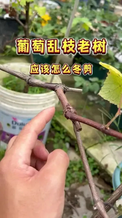 葡萄老树乱枝应该怎么冬剪？枝条乱七八糟的那种#庭院葡萄 #葡萄冬剪 #家庭种植 #三农 #盆栽葡萄