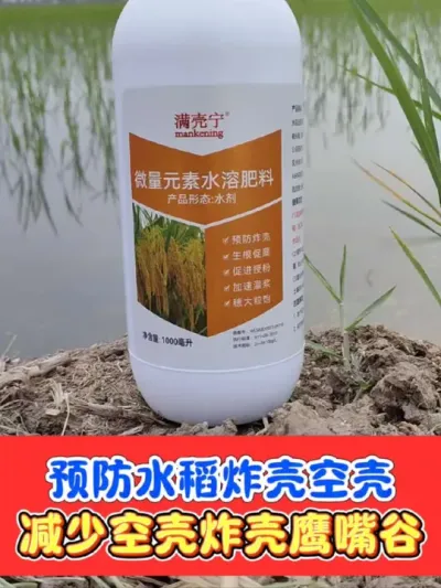 如何预防水稻旱青立病炸壳空壳瘪粒鹰嘴谷 一瓶十亩地解决水稻炸壳空壳瘪粒问题#水稻 #水稻种植 #水稻炸壳 #水稻增产 #农资肥料