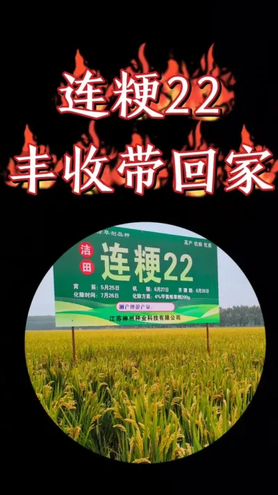 高产洁田粳稻连粳22，抗倒抗病产量高，直播机插都可以#农资肥料 #水稻种植 #三农种植 #高产水稻 #水稻