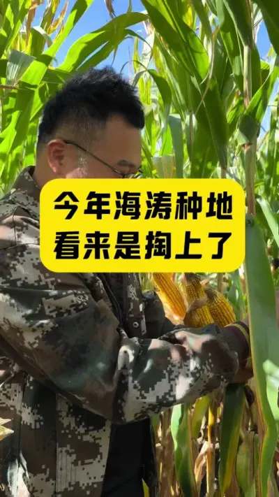 今年种玉米的是掏上了