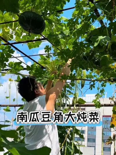 这不比住乡下更舒服？疗愈城市牛马的幼小心灵的地方😅这怎能不让人心动呢！太爱了我的露台小菜园！#阳台种植 #种植小技巧 #日常vlog #晚饭 #采摘