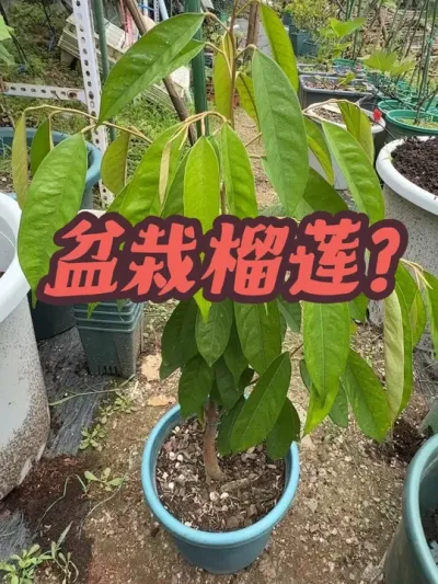盆栽榴莲，到底行不行？#榴莲种植#盆栽榴莲
