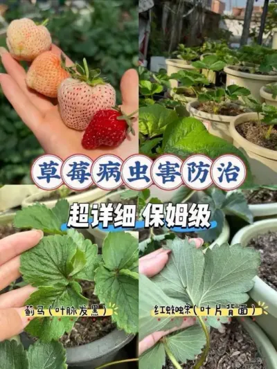 将草莓病虫害扼沙在摇篮里！病虫害防治分享！ 盆栽草莓要想不爆发病虫害，一定要提前预防！苗期打药，当开始开花后就改用枯草芽孢杆菌预防起来了！自己在家也能种出甜甜的大草莓哦🍓#盆栽草莓 #种草莓 #预防病