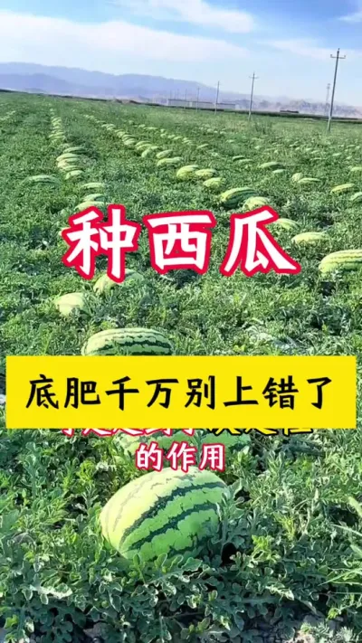 #西瓜种植 #西瓜种植技术 #种西瓜#西瓜底肥#西瓜管理