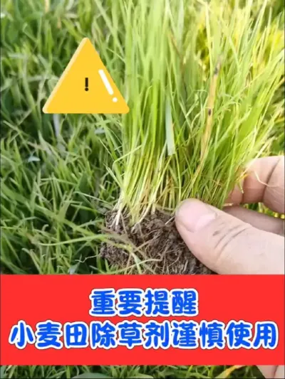 小麦田喷施除草剂必须安全第一，气候情况特殊，请不要急于除草，加重药害发生风险#三农种植 #小麦 #农资肥料 #除草剂 #小麦除草剂
