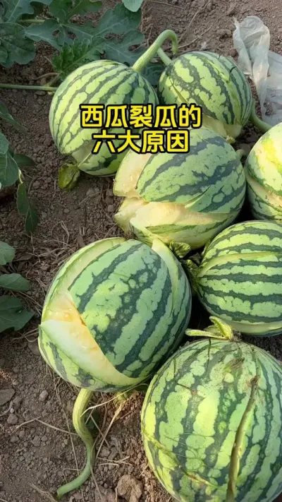 #西瓜种植 #西瓜管理#西瓜裂瓜 #西瓜高产#西瓜种植技术
