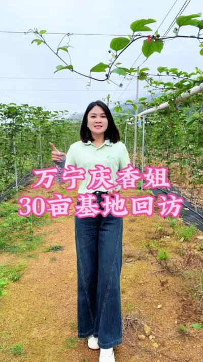 万宁庆香姐30亩基地回访，9月24号开始到现在花苞连贯，长势很好！#乡村守护人 #支持三农扶持三农发展 #新农人计划2024 #抖音助农 #百香果