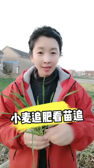 小麦追肥认清苗情 #小麦种植 #小麦管理 #小麦 #三农种植 #农资肥料