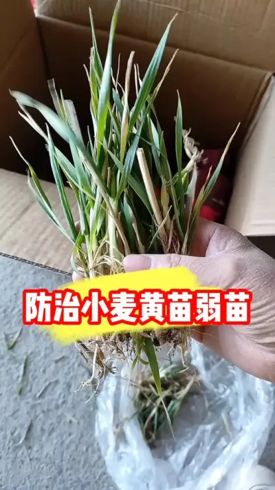 小麦黄苗弱苗稀苗抓紧管理 #小麦种植 #小麦 #小麦种植管理技术 #农业种植 #三农种植