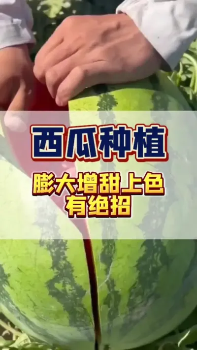 #西瓜种植 #西瓜管理 #膨大增甜 关于西瓜的膨大增甜，我有话要说