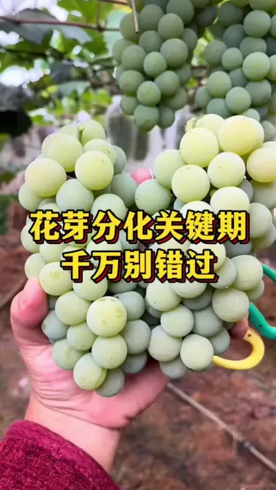 花芽分化关键期，千万别错过#优质农产品 #农业种植 #果树种植