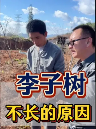 李子树 李子树🌲种植，不长，是什么原因呢？我们一起去刨刨根系看看。#农业 #三农 #果树 #李子树 #根系