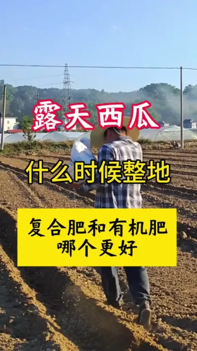 #西瓜种植技术 #西瓜种植#种西瓜#西瓜底肥#露天西瓜