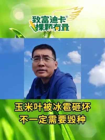 🌽玉米叶被冰雹砸坏，⚠️不一定要毁种！！ #种植小技巧 #三农 #2025新农人计划 #农业种植 #冰雹