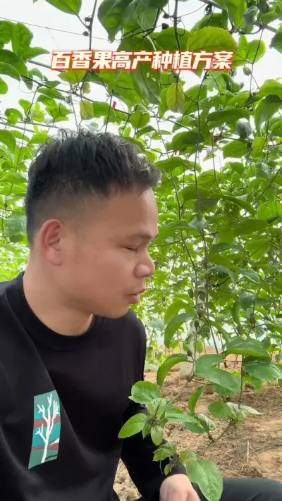 百香果种植的高产方案#种植技术 #技术分享 #果园管理 #农业技术推广 #钦蜜9号百香果
