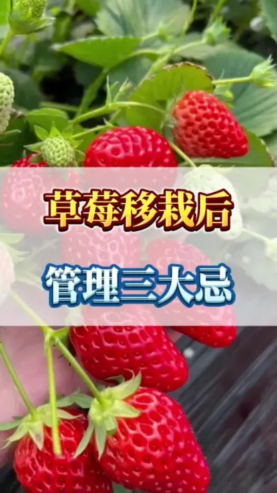 草莓移栽后，管理三大忌#草莓种植管理技术和方法 #草莓病虫害防治 #草莓大棚
