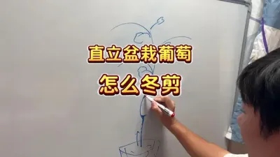 灵魂画师又双叒来了&mdash;&mdash;直立盆栽葡萄应该怎么冬剪？手把手超详细版 #盆栽葡萄 #葡萄 #楼顶果园 #家庭种植 #内容启发搜索
