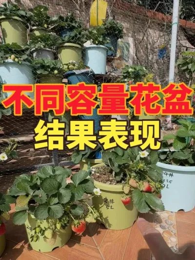 不同容量花盆，草莓的结果表现，大的盆表现一定更好吗？#盆栽草莓