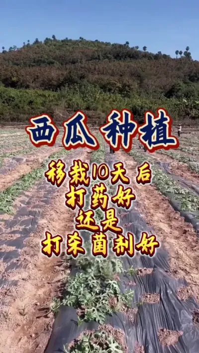 #西瓜管理 #西瓜种植 #病虫害防治 #增产增收才是硬道理 #农业技术推广