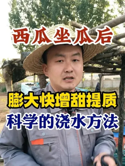 西瓜坐瓜后想要膨大快增甜提质科学的浇水方法 #西瓜种植 #农业种植 #种植小技巧 #传播农业小知识 #分享农业知识帮农民增产增收