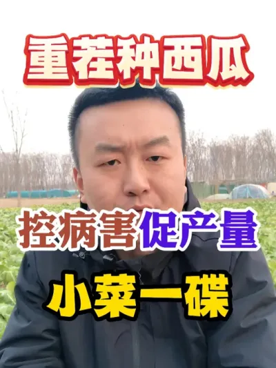 重茬种西瓜控病害促产量真是小菜一碟 #西瓜种植 #农业种植 #种植小技巧  #传播农业小知识 #分享农业知识帮农民增产增收