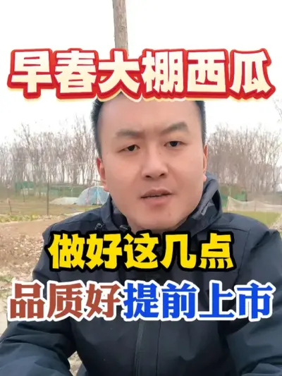 早春大棚西瓜做好这几点品质好提前上市 #西瓜种植 #农业种植 #种植小技巧 #传播农业小知识 #分享农业知识帮农民增产增收