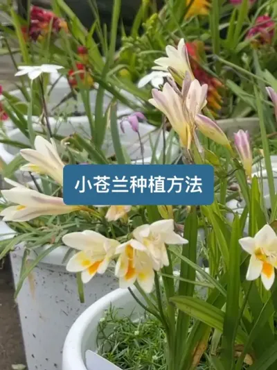 历时308天，从种植到开花，小苍兰全阶段的种植方法 #爱生活爱养花 #新农人计划2025 #香雪兰