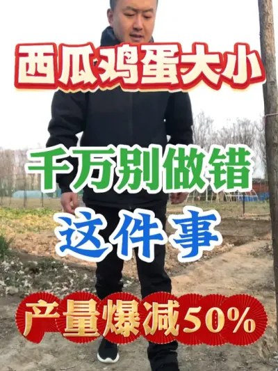 西瓜鸡蛋大小千万别做错这件事产量爆减五成 #西瓜种植 #农业种植 #种植小技巧 #传播农业小知识 #分享农业知识帮农民增产增收