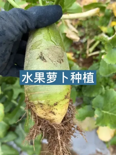 历时三个多月，从种子到嘴里，水果萝卜种植方法全过程 #水果萝卜 #新农人计划2025 #大山里的味道