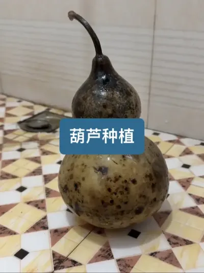 从种子到收获，葫芦种植方法 #种植小技巧 #记录我的种植生活 #新农人计划2025