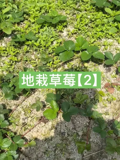 把草莓种地里，一年内啥也不管会长成什么样【2】 #新农人计划2024 #草莓 #草莓种植