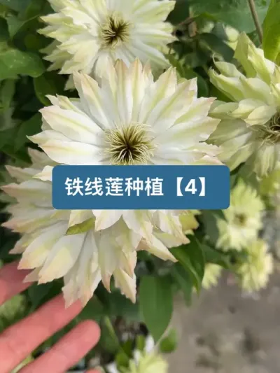 历时一年，铁线莲的种植方法【第四季】 #新农人计划2025 #铁线莲 #爱生活爱养花