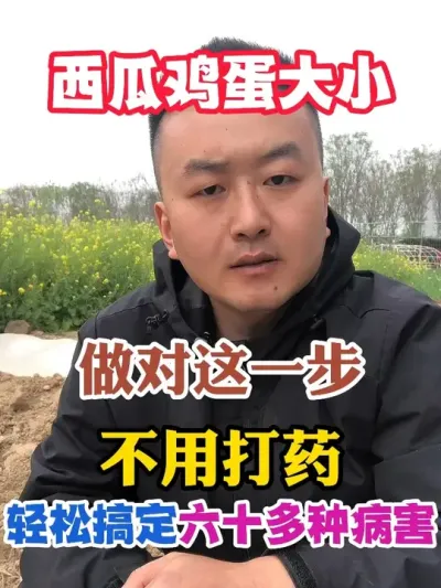 西瓜鸡蛋大小做对这一步不用打药轻松搞定六十多种病害 #西瓜种植 #农业种植 #种植小技巧 #传播农业小知识 #分享农业知识帮农民增产增收