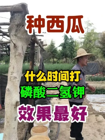种西瓜什么时间打磷酸二氢钾效果最好 #西瓜种植 #农业种植 #种植小技巧 #传播农业小知识 #分享农业知识帮农民增产增收