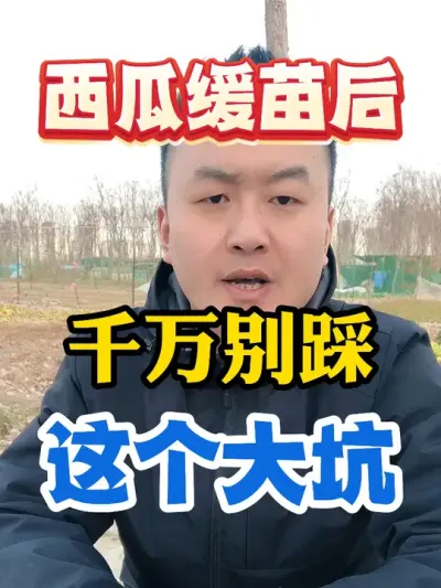 西瓜缓苗后千万别踩这个大坑 #西瓜种植 #农业种植 #种植小技巧 #传播农业小知识 #分享农业知识帮农民增产增收