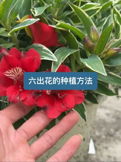 历时七个月，从种植到开花，六出花的种植全过程 #种花 #种植小技巧