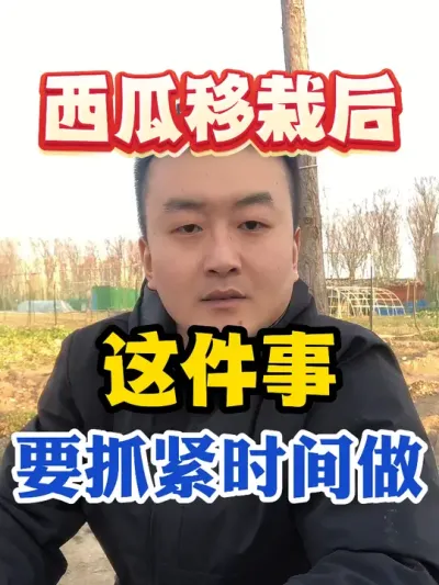 西瓜移栽后这件事抓紧时间做 #西瓜种植 #农业种植 #种植小技巧 #传播农业小知识 #分享农业知识帮农民增产增收