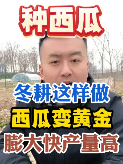 种西瓜冬耕这样做，西瓜变黄金，膨大快产量高 #西瓜种植 #农业种植 #种植小技巧 #传播农业小知识 #分享农业知识帮农民增产增收