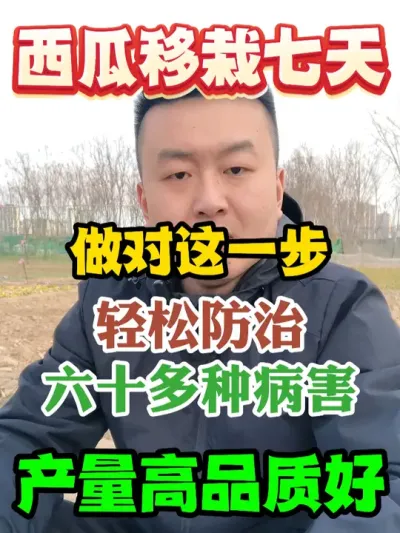 西瓜移栽七天后做对这一步轻松防治六十多种病害产量高品质好 #西瓜种植 #农业种植 #种植小技巧 #传播农业小知识 #分享农业知识帮农民增产增收