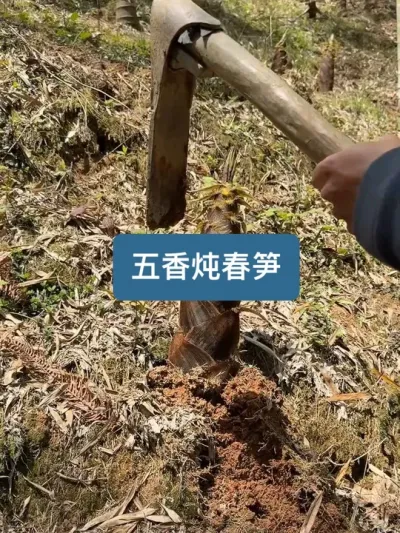 满山遍野的春笋，挖点回家做个炖春笋，好吃极了。 #竹笋是春天最鲜的美味 #尝一口春天的味道 #乡野春日地图 #春日疯长行动