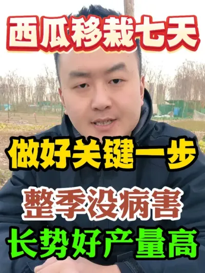西瓜移栽七天后做好关键的一步整季没病害长势好产量高 #西瓜种植 #农业种植 #种植小技巧 #传播农业小知识 #分享农业知识帮农民增产增收