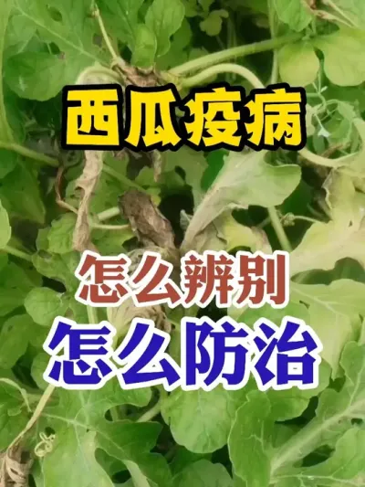 西瓜疫病怎么辨别怎么防治 #西瓜种植 #农业种植 #种植小技巧 #传播农业小知识 #分享农业知识帮农民增产增收