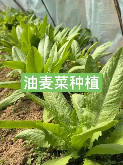 历时三个月从种子到餐桌，油麦菜的种植方法 ，为了过年能吃上自己种的蔬菜也是挺费劲#自己种的纯天然的绿色蔬菜 #油麦菜 #新农人计划2025