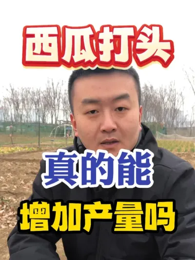 西瓜打头真的能增加产量吗 #西瓜种植 #农业种植 #种植小技巧 #传播农业小知识 #分享农业知识帮农民增产增收