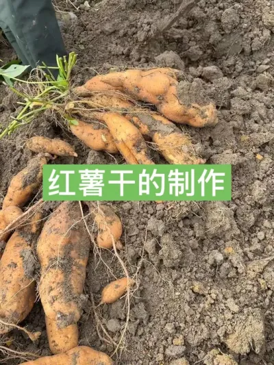 历时三百多天，从种植到成熟，农家红薯干制作全过程 #新农人计划2024 #红薯干 #红薯
