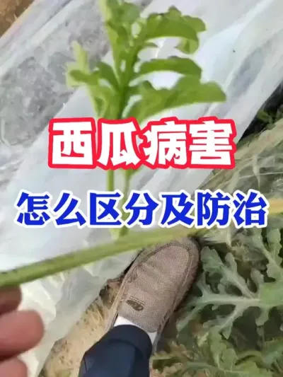 西瓜病害怎么区分以及防治 #西瓜种植 #农业种植 #种植小技巧 #传播农业小知识 #分享农业知识帮农民增产增收