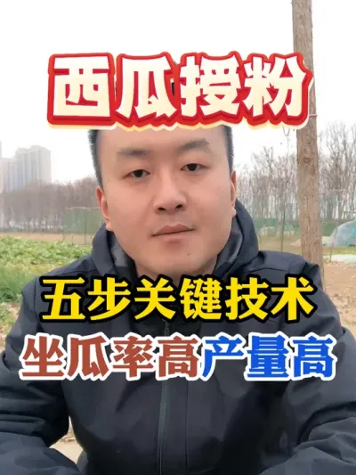 西瓜授粉五步关键技术 #西瓜种植 #农业种植 #种植小技巧 #传播农业小知识 #分享农业知识帮农民增产增收